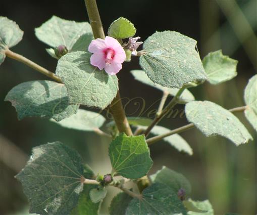  Plant